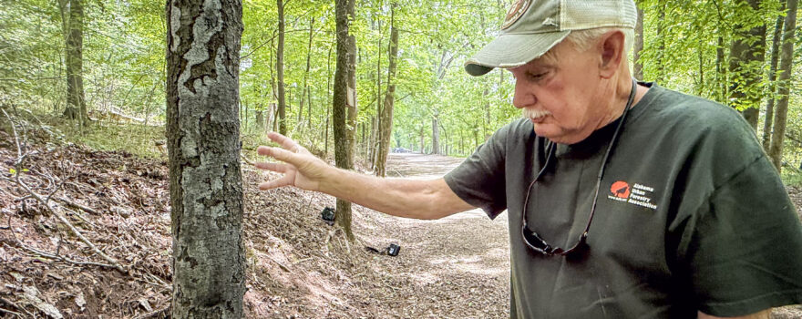 Steve McEachron explains a condition that causes trees to produce living tissue damaging their own bark under certain environmental stress, while walking a trail at Wildwood Park on Wednesday, April 30, 2025, in Florence, Ala.