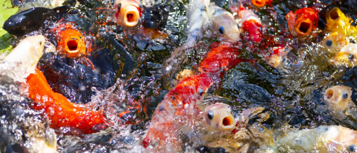 Fish swim to the surface for food
