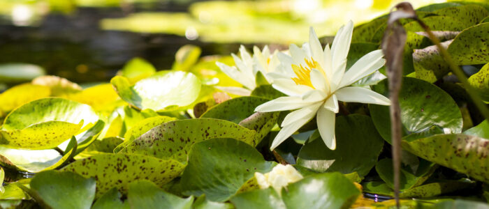 A water lily sits in bloom