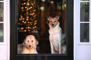 pet friendly holiday decor