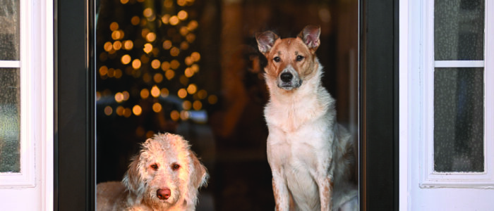 pet friendly holiday decor